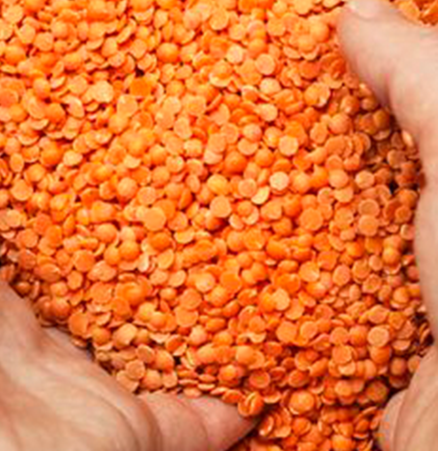 Red Lentils